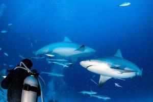 bull shark in the blue ocean background photo
