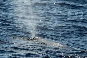 Sperm Whale while blowing at sunset photo