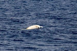 Raro blanco cuvier ganso ballena picuda delfín ziphius cavirostris foto