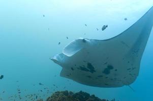 An isolated Manta in the blue background photo