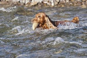 Puppy dog cocker spaniel photo