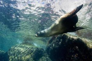 lobo marino bajo el agua mirándote foto