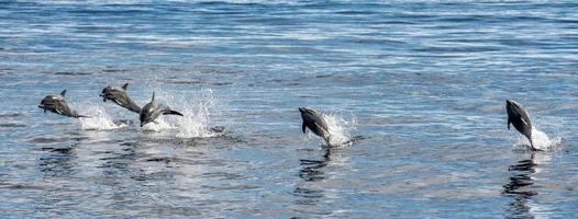 common dolphin jumping outside the ocean photo