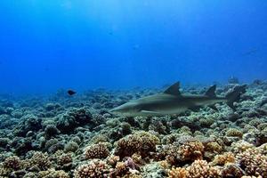 Lemon shark coming to you while diving photo
