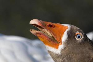 Goose isolated close up portrait photo