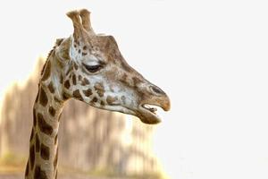 Isolated giraffe close up portrait while eating photo