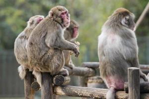 retrato de mono macaco japonés foto