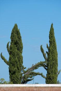 tree branches crossing photo