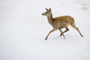 Deer on the snow background photo