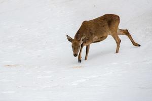 female deer portrait while looking at you photo