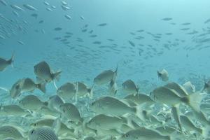 Inside a school of fish underwater photo