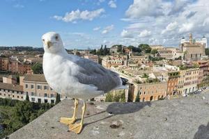 Seagull on Rome view with saint peter vatican dome photo