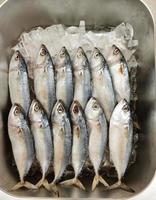 Frozen mackerel in the freezer photo