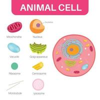 An animal cell is a type of eukaryotic cell. vector