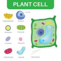 las células vegetales son células eucariotas. vector