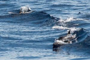 common dolphin jumping outside the ocean photo