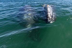 baby grey whale nose at sunset in pacific ocean photo