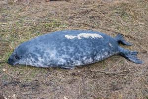 grey seal puppy while relaxing on the beach in Great Britain photo