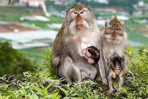 cachorro recién nacido indonesia macaco mono cerrar foto