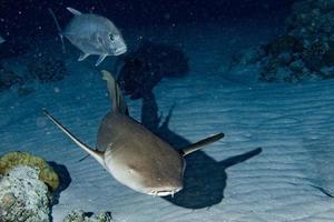 Nurse Shark close up on black at night photo