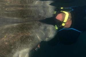 florida manatee close up portrait approaching snorkelist photo