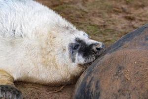 cachorro de foca gris mientras te mira mientras cría foto