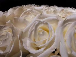Many white roses carpet bouqet photo
