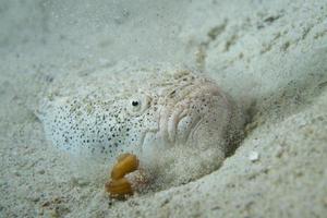 Stargazer priest fish portrait photo