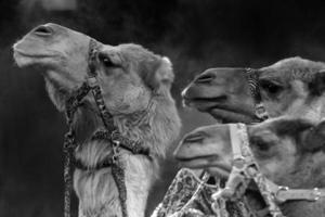 circus camel detail photo