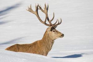 Deer portrait on the snow background photo