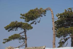 Tree branch covered by ice in winter time photo