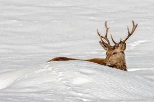 retrato de ciervo macho mientras te mira en el fondo de la nieve foto