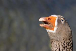 Goose isolated close up portrait photo