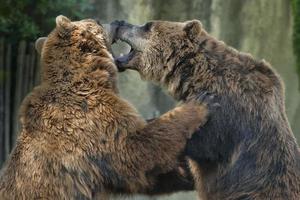 dos osos grizzly marrones mientras luchan foto