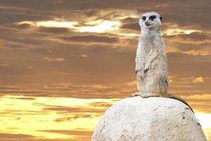 Isolated meerkat looking at you photo