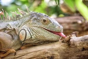 green iguana close up portrait photo