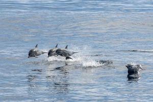 common dolphin jumping outside the ocean photo