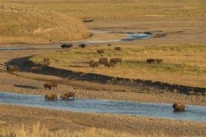 bisonte búfalo en yellowstone foto