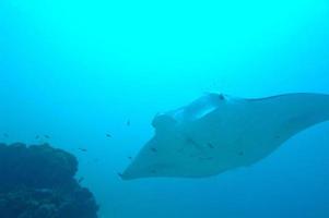 Manta underwater close up portrait while diving photo