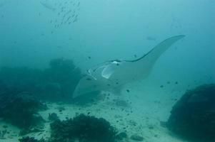 Manta underwater close up portrait while diving photo