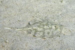 parsnip stingray fish photo