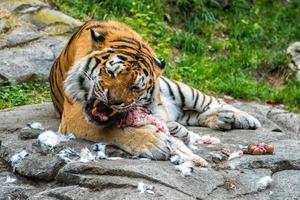 Siberian tiger while eating and looking at you photo