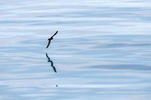 Storm petrel bird flying in mediterranean sea photo