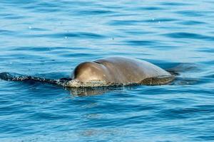 Rare Goose Beaked whale dolphin Ziphius cavirostris photo