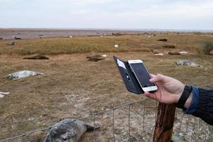 donna nook, inglaterra - 9 de diciembre de 2016 - cachorro de foca gris mientras se relaja en la playa en gran bretaña foto