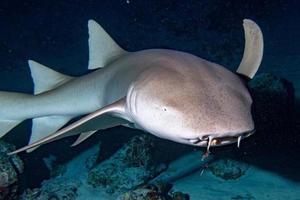 Nurse Shark close up on black at night photo