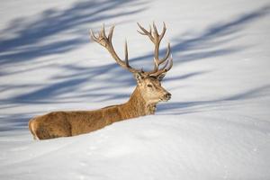 Deer on the snow background photo