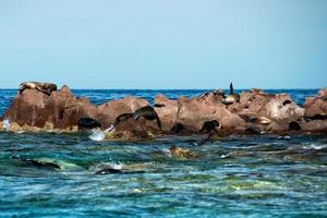 sea lion seals relaxing in baja california photo
