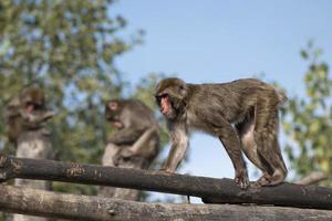 japanese macaque monkey puppy portrait while looking at you photo