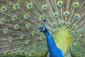 peacock bird wonderful feather open wheel portrait photo